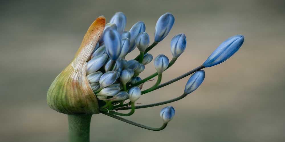 Fragrant Flowers for Your Home